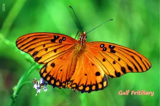 Gulf Fritillary, photo by USDA