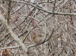 House Wren at Ft Gibson.