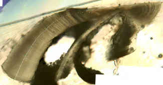 Annual growth bands on this thin section image of an otolith, or earstone, were used to age a 23.6-pound female bigmouth buffalo collected in Minnesota waters. This fish was 81 years old. White dots indicate years, green dots indicate decades. (Image provided by Dr. Alec Lackmann.)  