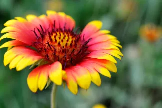 Multi-colored florets of Indian blanket flower.