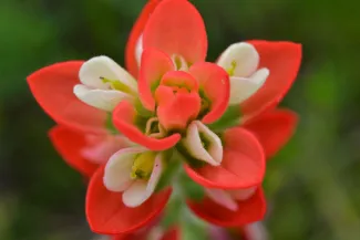 Reddish-orange Indian paintbrush flower.