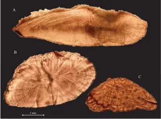 Biologists most often rely on daily or annual growth rings found on one of three pairs of otoliths, or earstones, to estimate the age of fish. Growth rings on the (A) sagitta, (B) lapillus, and (C) asteriscus can estimate the age in years for older fish, or estimate the daily ages of young fish. These otoliths were removed from a 5-inch, 52-day-old spotted gar collected from Lake Thunderbird. 