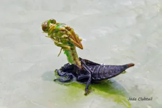 Jade Clubtail, photo provided by USDA