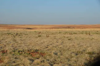 Lesser Prairie Chickens in a field, photo by Wade Free