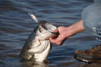 Largemouth bass being pulled out of the water.