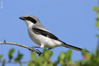 Loggerhead Shrike, photo by Bill Horn