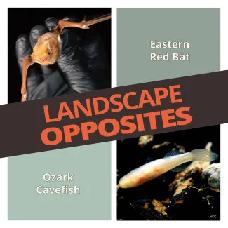 Landscape Opposites Graphic