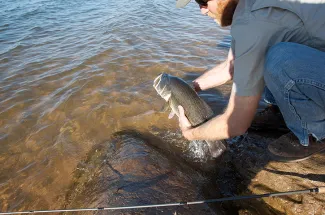 Man releasing largemouth bass.