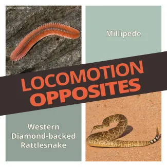 Locomotion Opposites Graphic