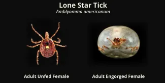 Female lone star ticks; an unfed female (left) and an engorged female (right). The dorsal shield with characteristic spot is visible just above the mouthparts of the engorged female. A small number of eggs are also visible near the mouthparts of the engorged female. (James Gathany/CDC)