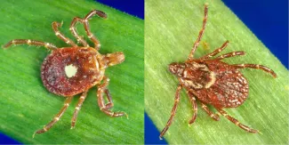 The female lone star tick (left) has longer mouthparts than a female American dog tick (right). (James Gathany/Centers for Disease Control and Prevention)