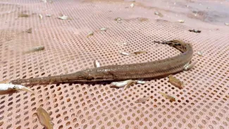 Longnose Gar from the Salt Fork on a net.