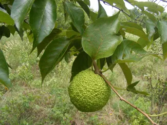 Osage orange tree, with fruit.