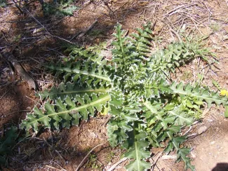 Musk Thistle Rosette, photo by Kyle Johnson