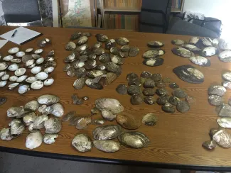 Mussels laid out on a table.