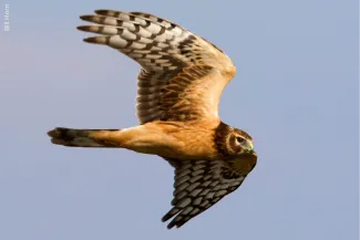 Norther Harrier, photo by Bill Horn