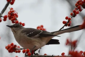 Bird on branch with fruit.
