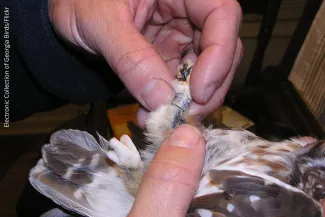 Northern saw-whet owl band, photo from Electronic Collection of Georgia Birds/Flickr