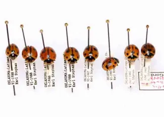 Nine-spotted ladybug, photo by Mike Quinn