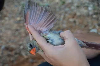 Wing of a northern cardinal.