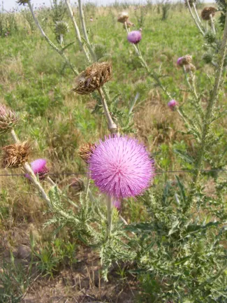 Musk Thistle, photo by Kyle Johnson