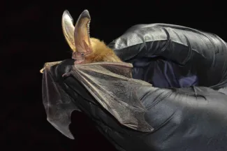 Ozark big-eared bat, photo by Jena Donnell/ODWC