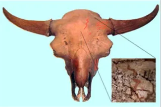 Painted skull bison.