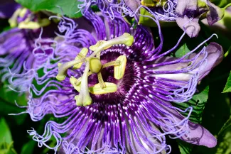 Wavy purple tendrils of passionflower 