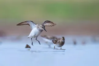 Birds in wetland.