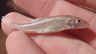 Prairie Chub