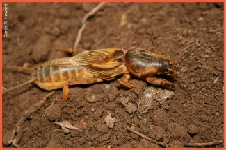 Prairie Mole Cricket