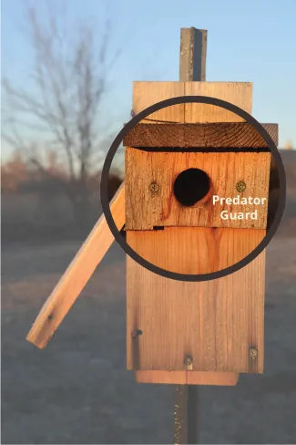 Bluebird box predator guard.