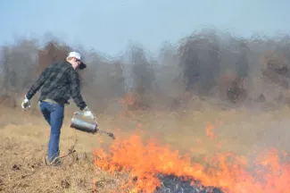 Man using drip torch during a prescribed burn.