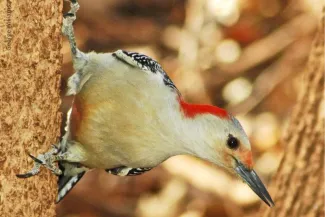 Red-belied Woodpecker, George Williams