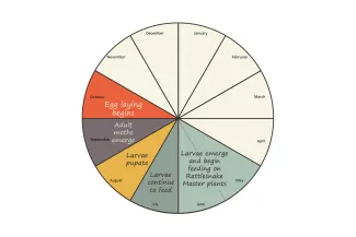 Rattlesnake Master Borer Life Cycle chart.