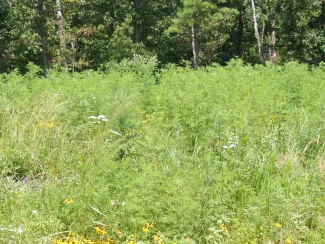 Ragweed communities provide excellent brood cover for species like bobwhite quail. (Photo by Kyle Johnson/ODWC)