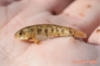 Red River Pupfish