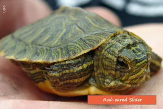 Redeared Slider, photo from USFS