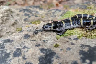 Ringed Salamander, photo by Taylor Carlson