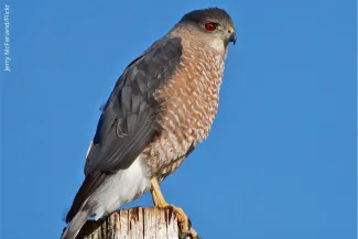 Sharp-shinned Hawk, photo by Jerry McFarland/Flickr