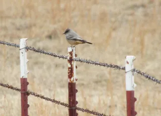 Say's Phoebe, Ft Gibson