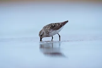 Semipalmated Sandpiper