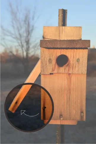 Bluebird box side door.