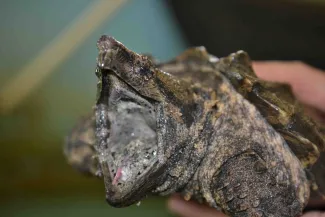 Six year old Alligator Gar