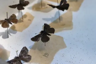 Linda's roadside-skipper's on pin board.