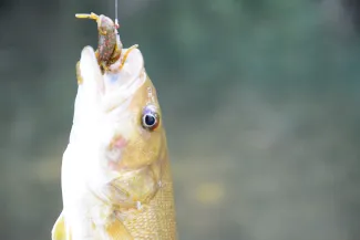 Closeup of a smallmouth bass with lure in mouth.