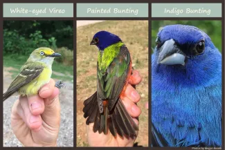 White-eyed Vireo (left), Painted Bunting (Middle), and Indigo Bunting (right).