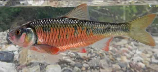 Striped Shiner, photo by Brandon Brown