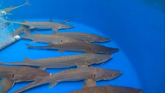 Sturgeon in a tank.
