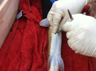 Placing a transmitter in a sturgeon.
